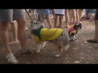 Bloco do Bob leva samba e latidos para o Cambuí