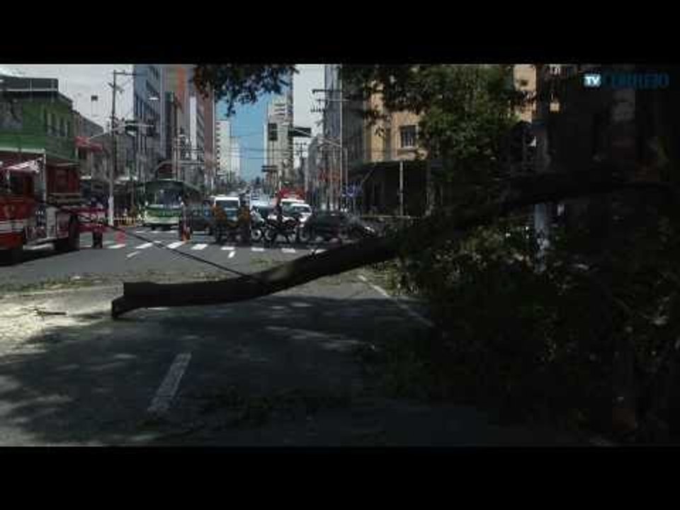 Árvore cai e bloqueia avenida no Centro de Campinas