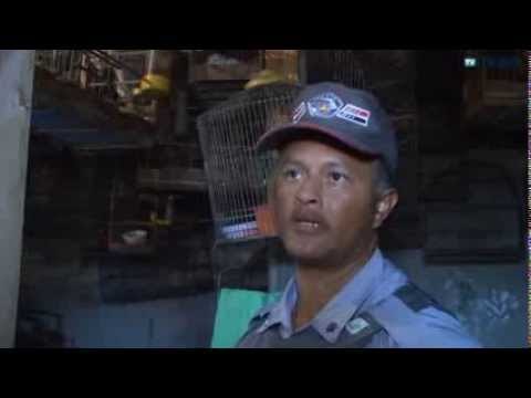 Abril 2013 - Polícia apreende mais de 10 pássaros em maus tratos