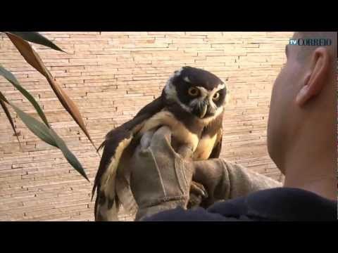 Coruja rara com tiro na asa é resgatada em Campinas