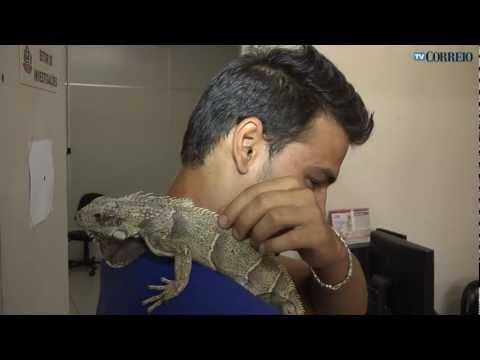 Iguana é alvo de disputa familiar em Campinas