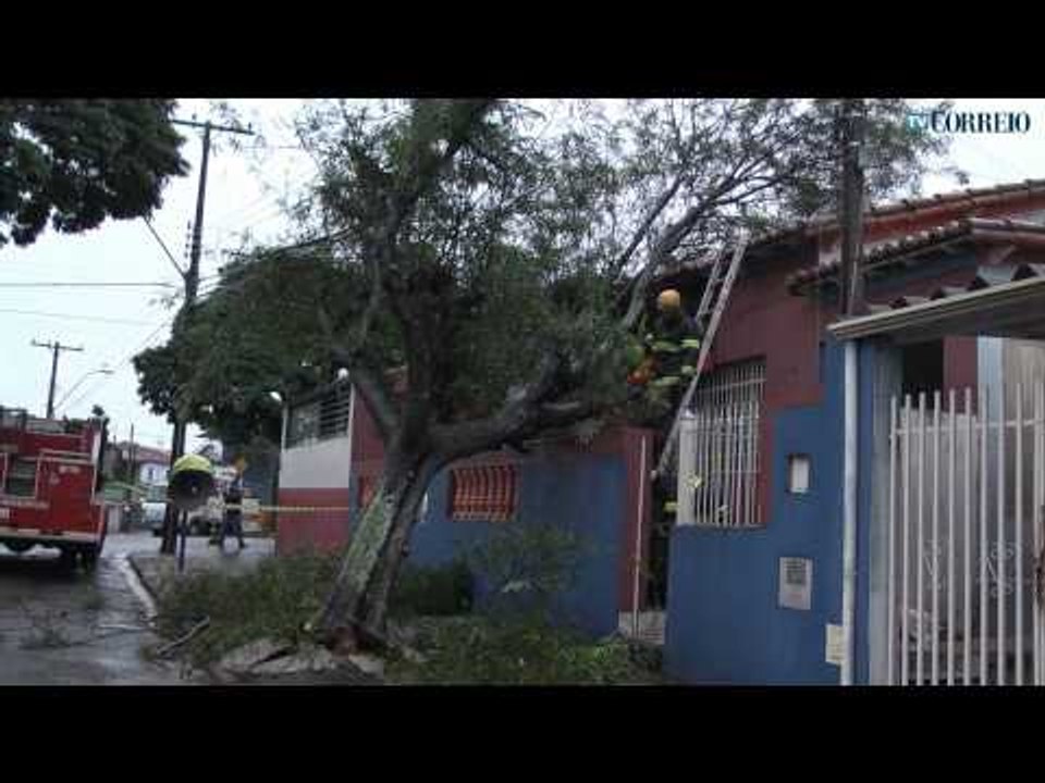 Chuva derruba árvore em Campinas