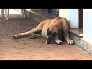 Cães de Hélio comovem pessoas
