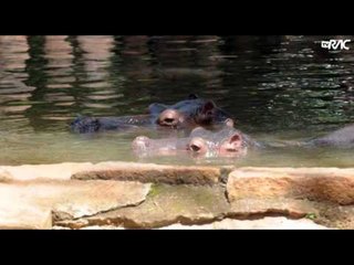 Pé na estrada: Parque Ecológico de Americana