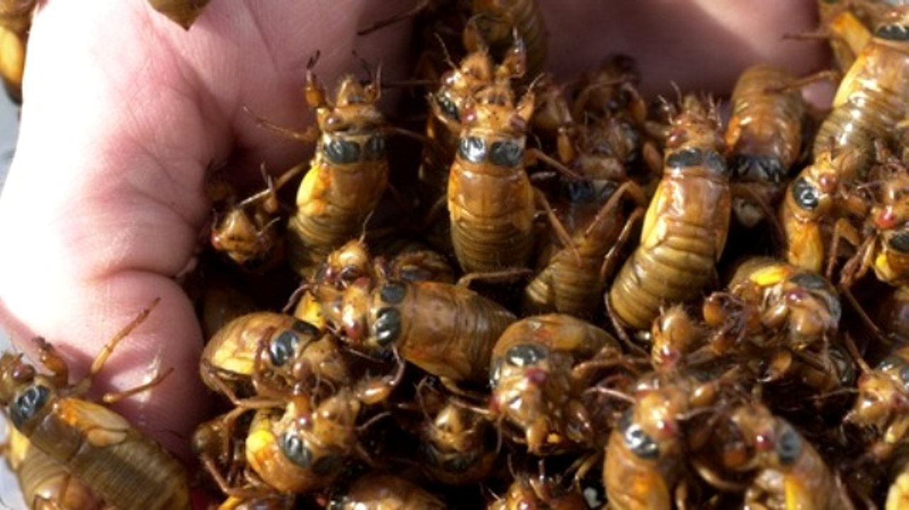 Agustos Böceği İstilası