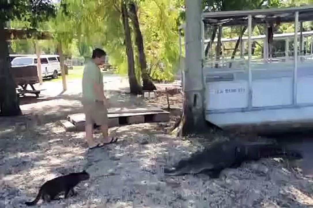 Cat vs Gator - Amazing