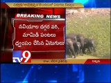 Elephants on rampage in Chittoor