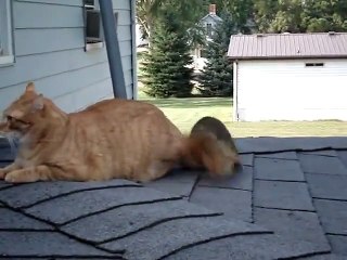 If Only We Could All Get Along Just Like That