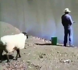 Dunya News-Angry Sheep hits  a man when fishing