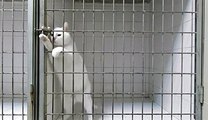 Hidden camera shows cat performing amazing jailbreak - Video Dailymotion