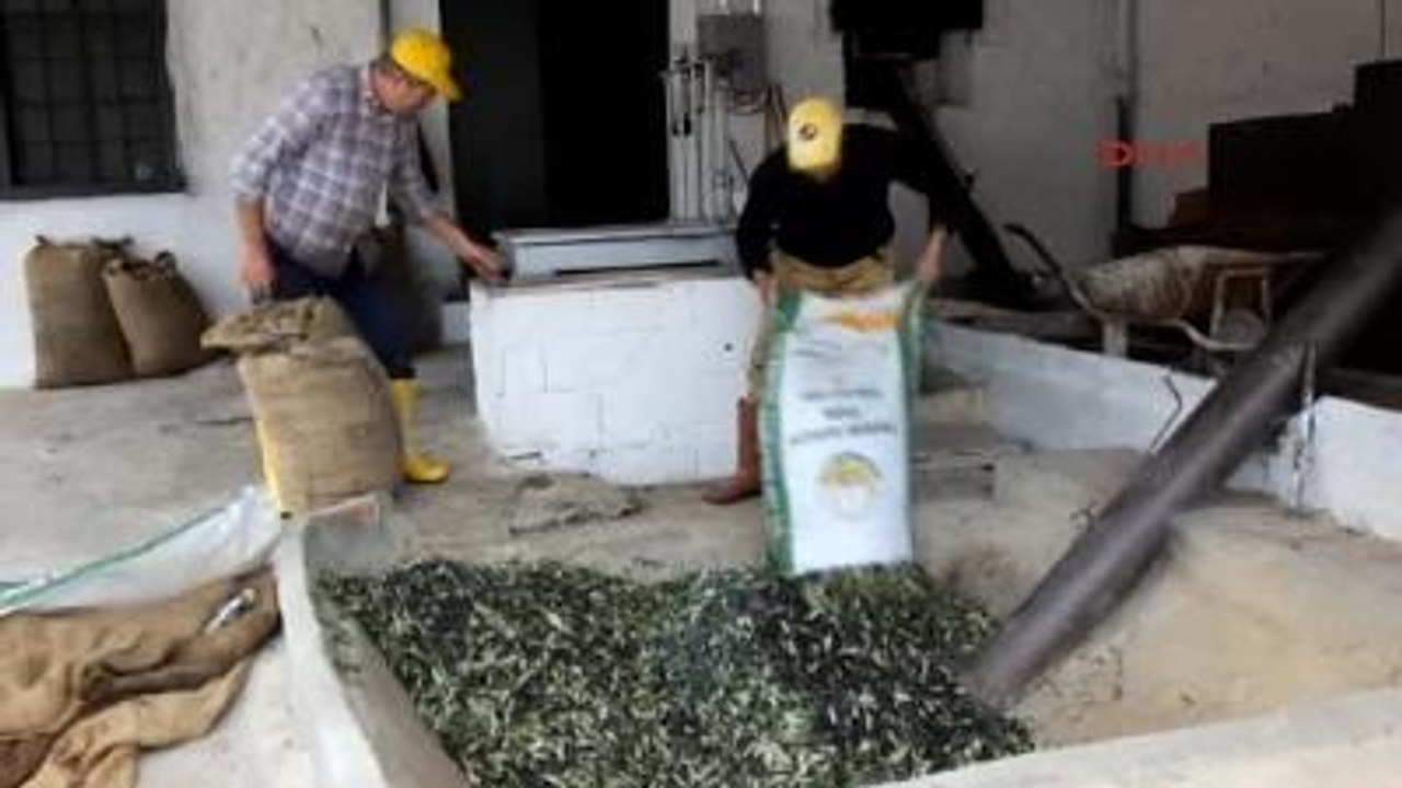 Balıkesir Burhaniye Taş Baskı Zeytinyağına İlgi