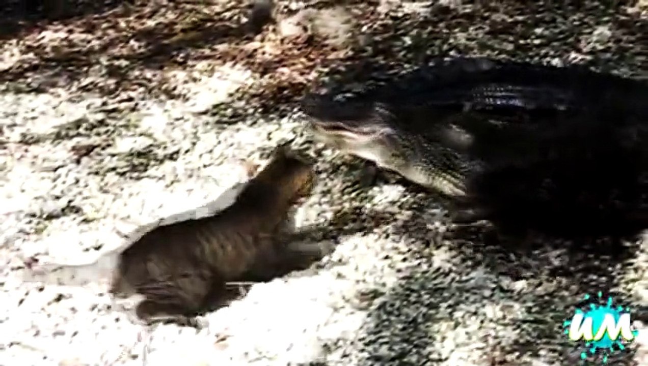 Cats are Brave fight