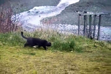 Cat vs Eagle thoughts