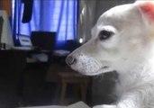 Dog Imitates Famous Chipmunk With Dramatic Look