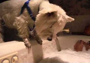 Dog Joins His Human Friend for a Bath