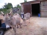 These goats riding on donkeys amazing...........