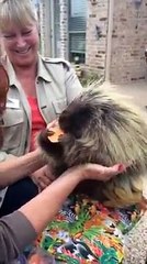 Teddy Bear the Porcupine