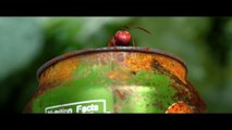 César 2015 du Meilleur film d'animation - Minuscule, la vallée des fourmis perdues