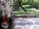 Tigre mata homem num Zoo da Índia!