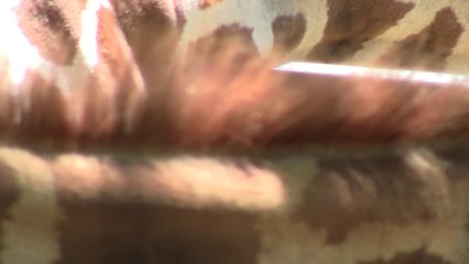 Where the wild things are