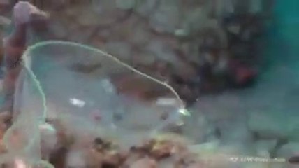 SubhanAllah a Amazing thing in Sea Which You have never Seen Before