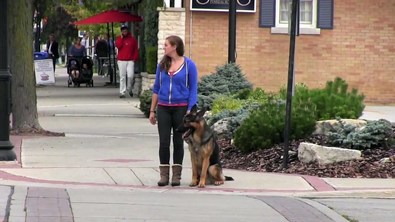 CC PROTECTION DOGS WORKING THE STREET | CCPROTECTIONDOGS.COM