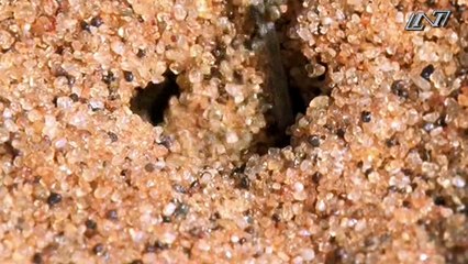 Мир животных- 2 "Дикие Животные"