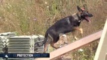 German shepherd puppy working in agility at 13 weeks| ccprotectiondogs.com