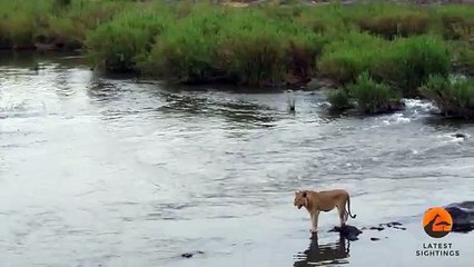 Crocodile Attacks a Male Lion - Latest Wildlife Sightings