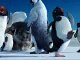 PUNJABI TOTAY -  Penguins Da Shugal V FUNNY WATCH N SHARE