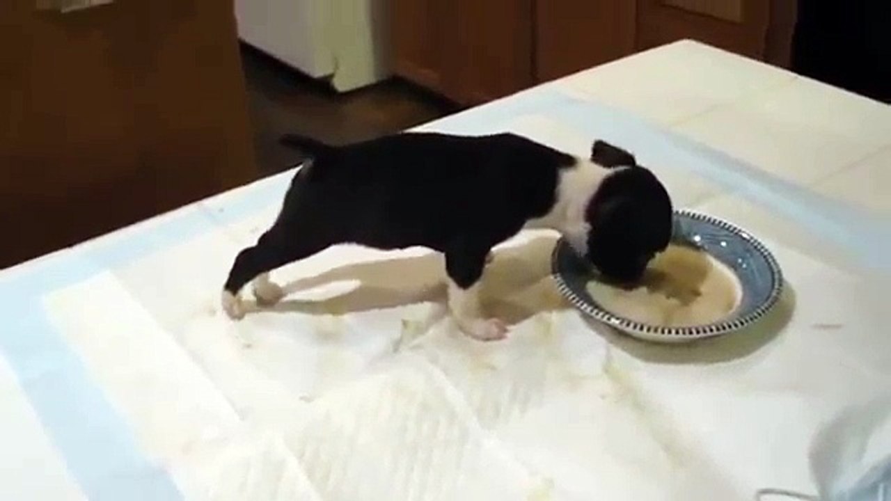 funny puppy video