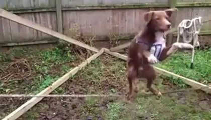 Un chien incroyable qui monte et tient en équilibre sur une corde
