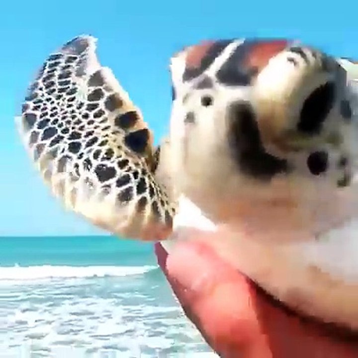 Bye bye, I'll miss you Turtle!!