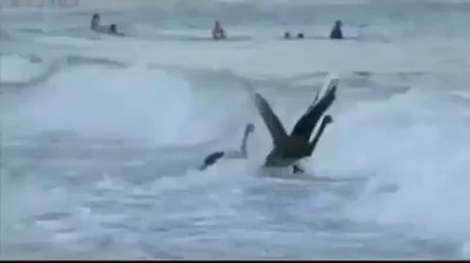 Des surfeurs un peu particuliers