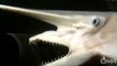 Dangerous Animals THE GOBLIN SHARK WITH ALIEN LIKE DOUBLE JAWS Discovery Animals Nature
