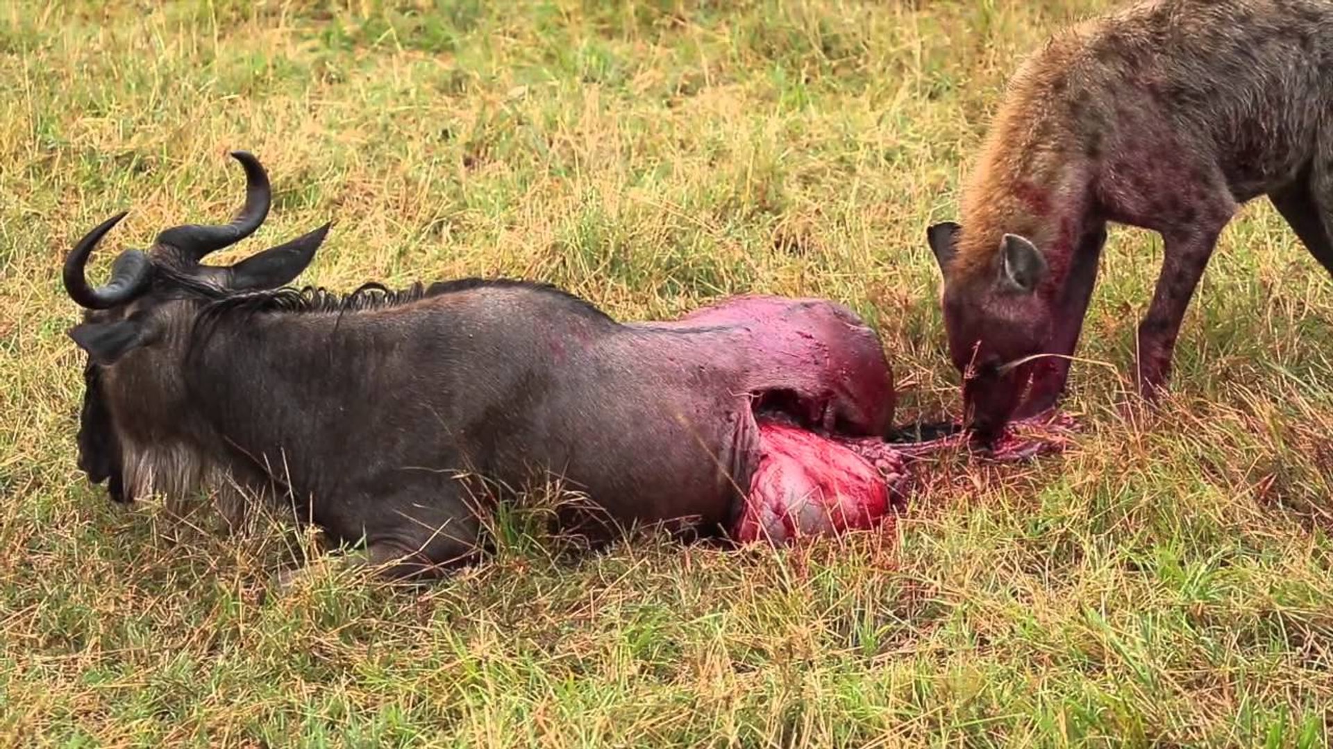 Animal Fights Lion Eating Antelope Testis When It's Alive Brutal Animals Wildlife Fights