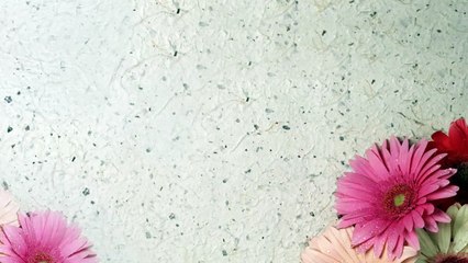 cachorros hijos de Sally & Sky 17 dias de edad.