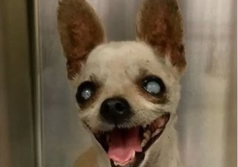 Tiny Blind Chihuahua Has the Biggest Smile in Town