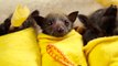 Adorable Baby Bats Wrapped Like Burritos