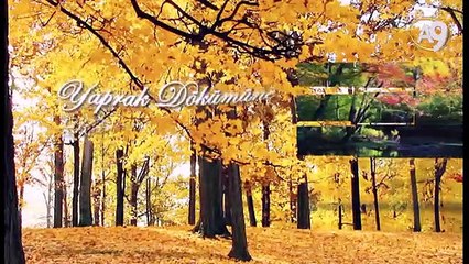 Bilim Yolunda - 18 - Yaprak Dökümü