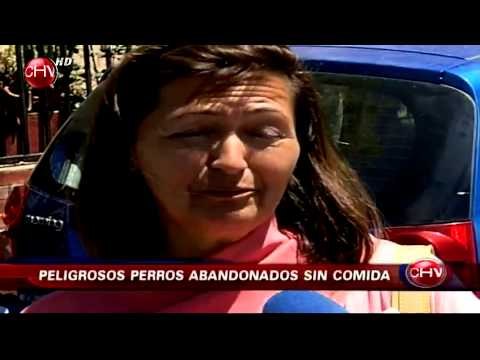 Vecinos denuncian caso de maltrato animal en casa de Quilpué - CHV Noticias