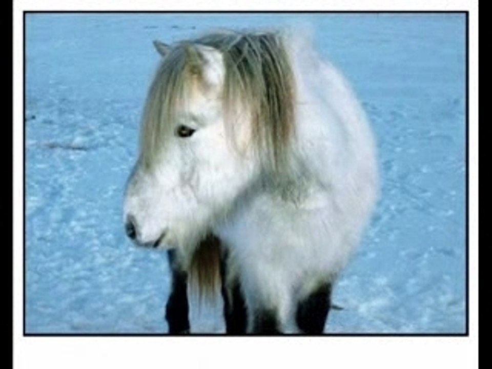 Le Cheval