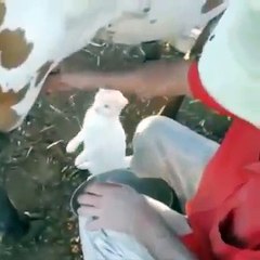 Cat Drinking Milk