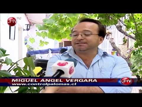 Exceso de fecas de palomas provocó derrumbe en un departamento - CHV Noticias