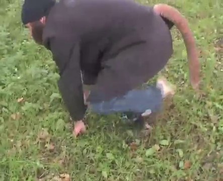 Animalia - le druide Breton