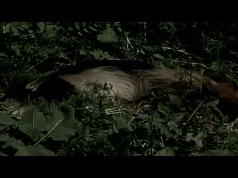 Vecinos de Limache denuncian matanza indiscriminada de perros - CHV Noticias