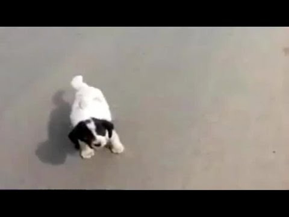 Hombre acusado de abandonar a un cachorro alega inocencia - CHV Noticias