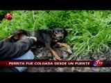 Perrita fue encontrada colgada desde un puente en Villa Alemana - CHV Noticias