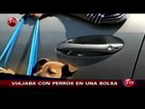 Se realizó juicio abreviado de hombre que viajaba con dos perros en una bolsa - CHV Noticias