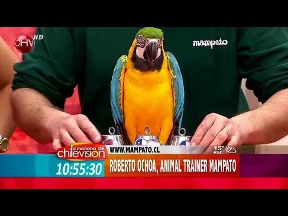 Guacamayo Aquiles predice al ganador entre Chile y Holanda - La Mañana de CHV - 23 junio
